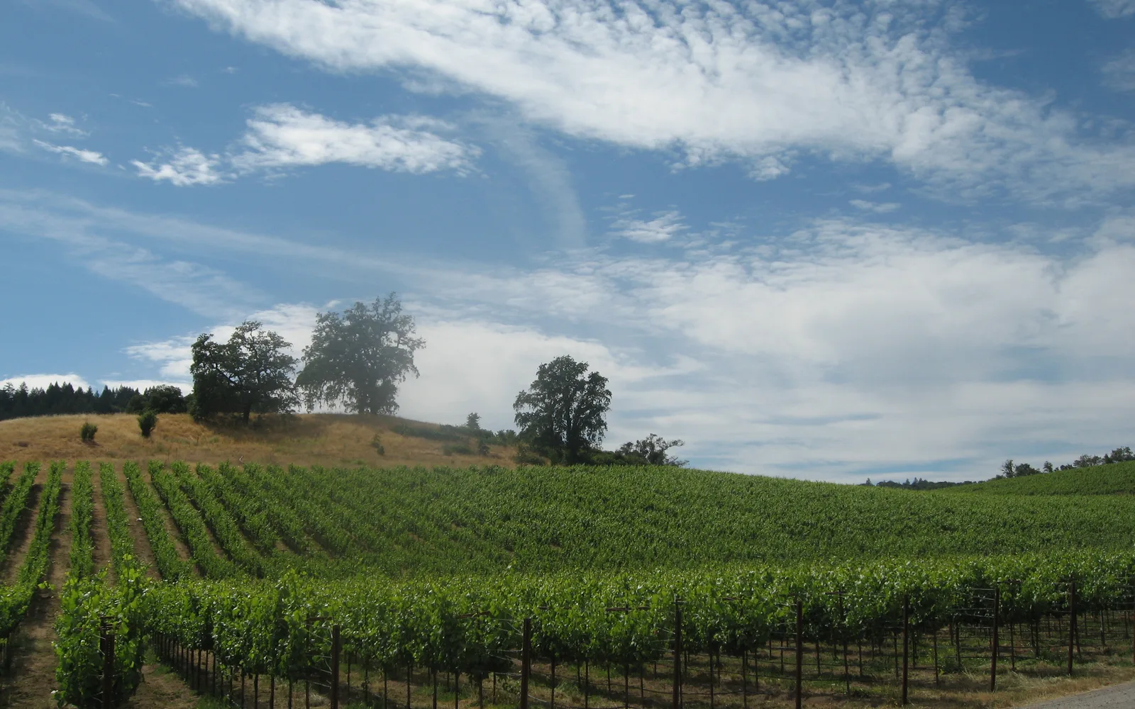 Vineyard grapevines in Russian River Valley wine region of Sonoma County